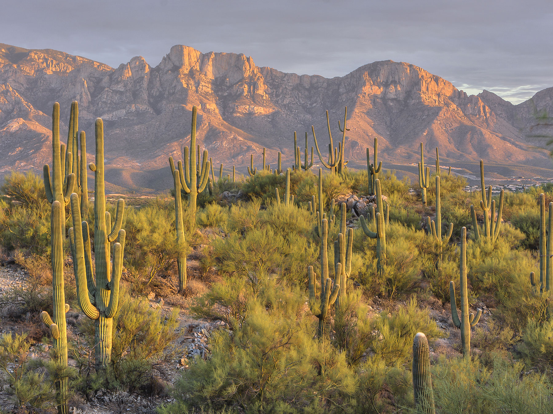 Arizona-Cactus.jpg