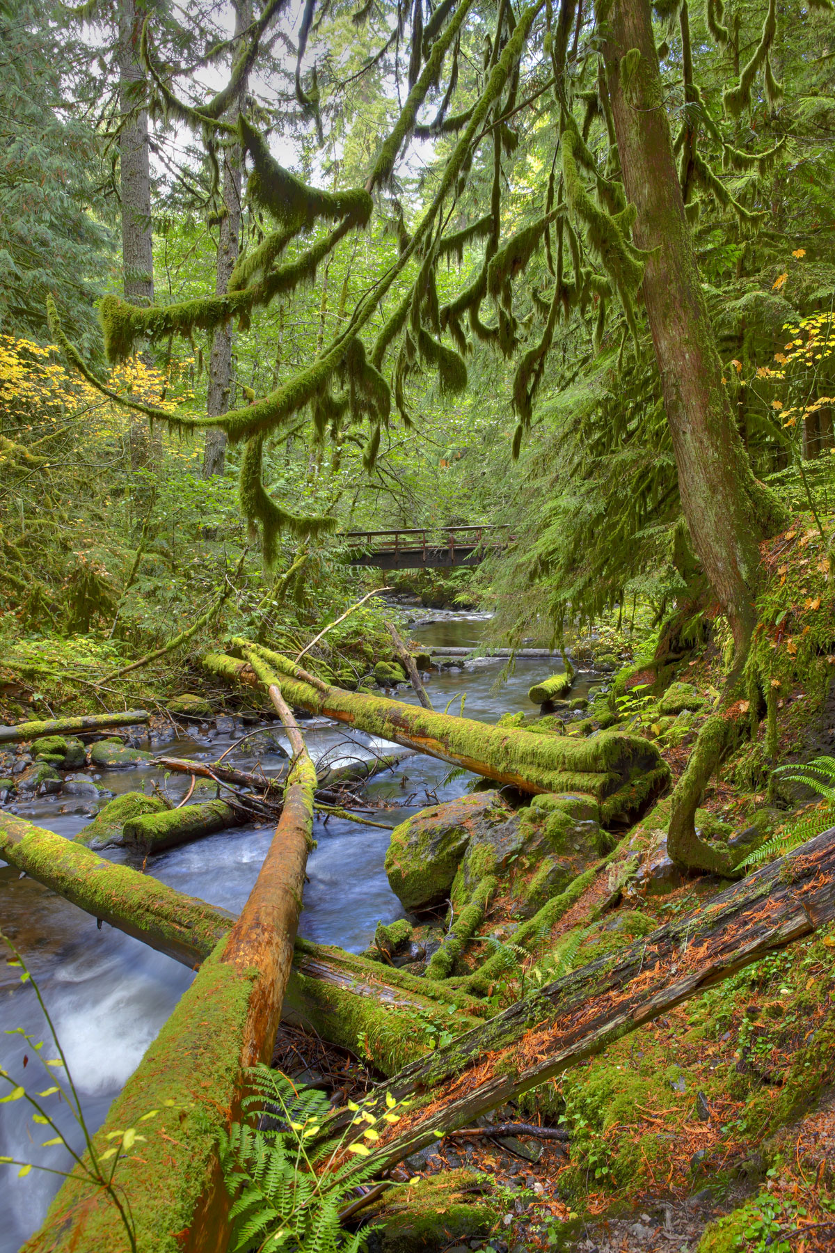 Oregon campgroundjpg